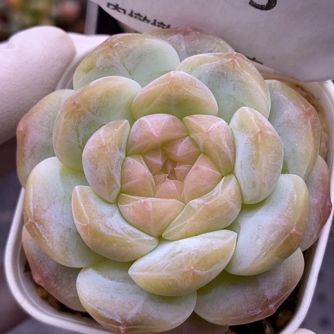 【闪购商品】17-15