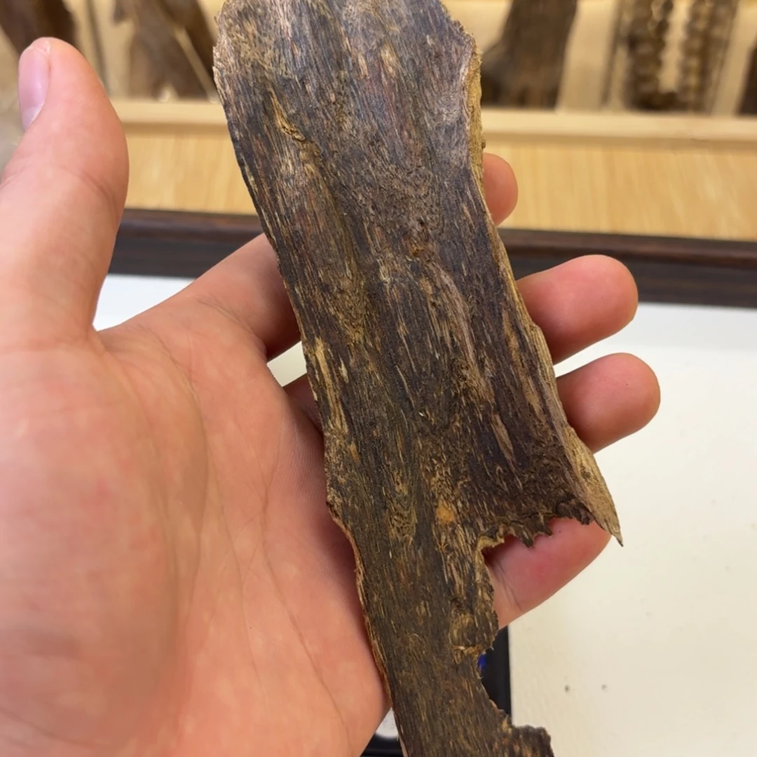 香港树皮起炮油12.4克