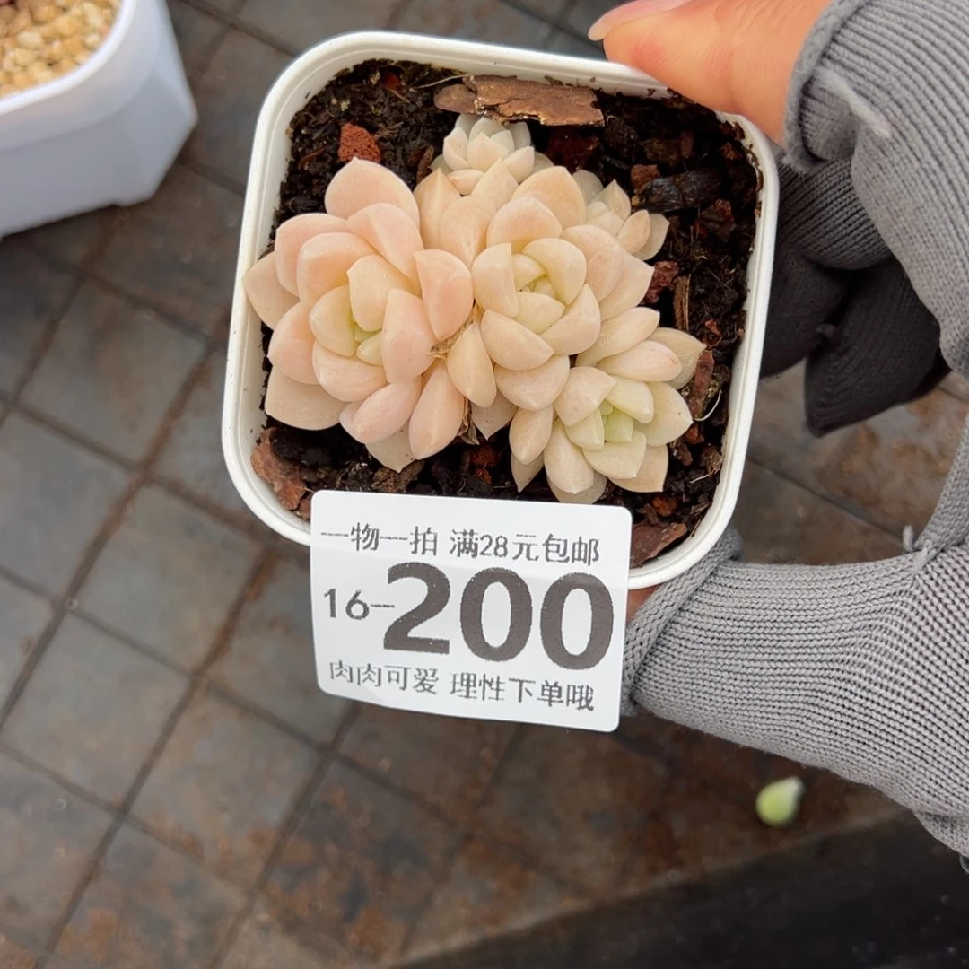 奶油美人多肉多肉多好