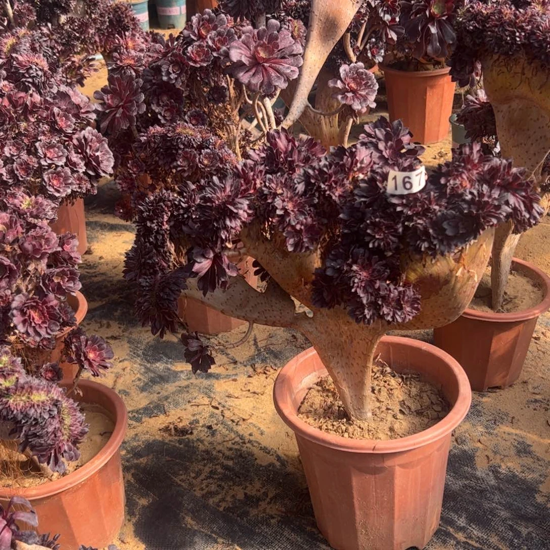 有伤铜壶167官府45