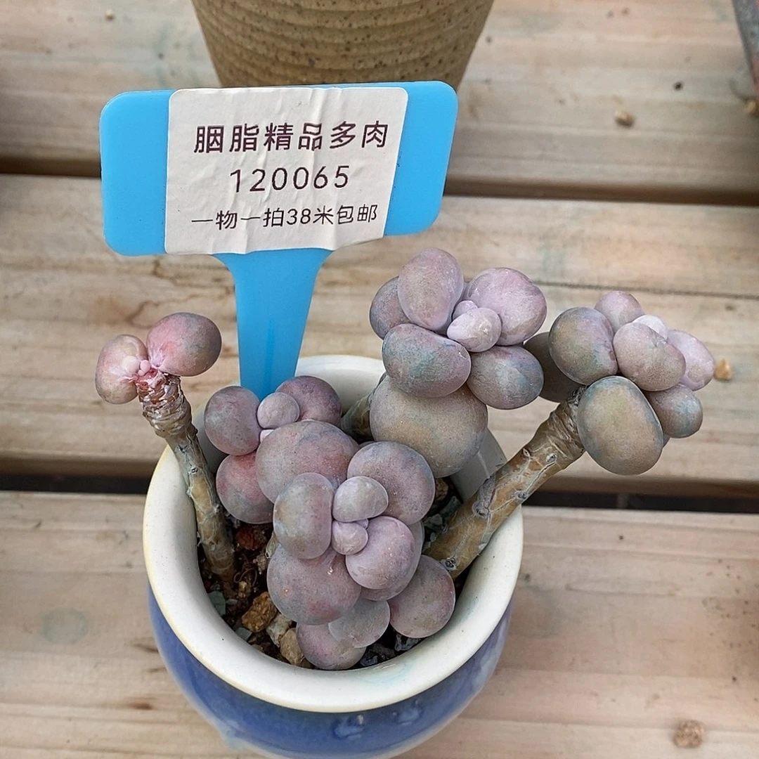 120065？对去我哦我小雨