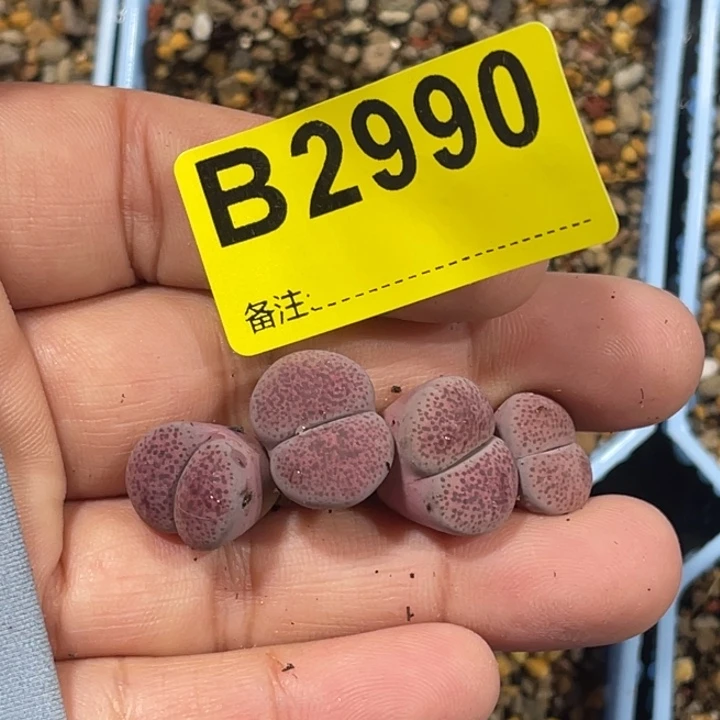 阿*2990紫琉璃4专拍