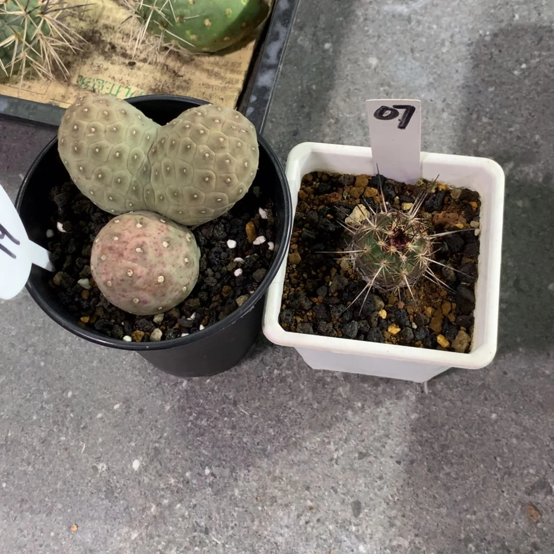 用**运开播福利仙人球仙人球