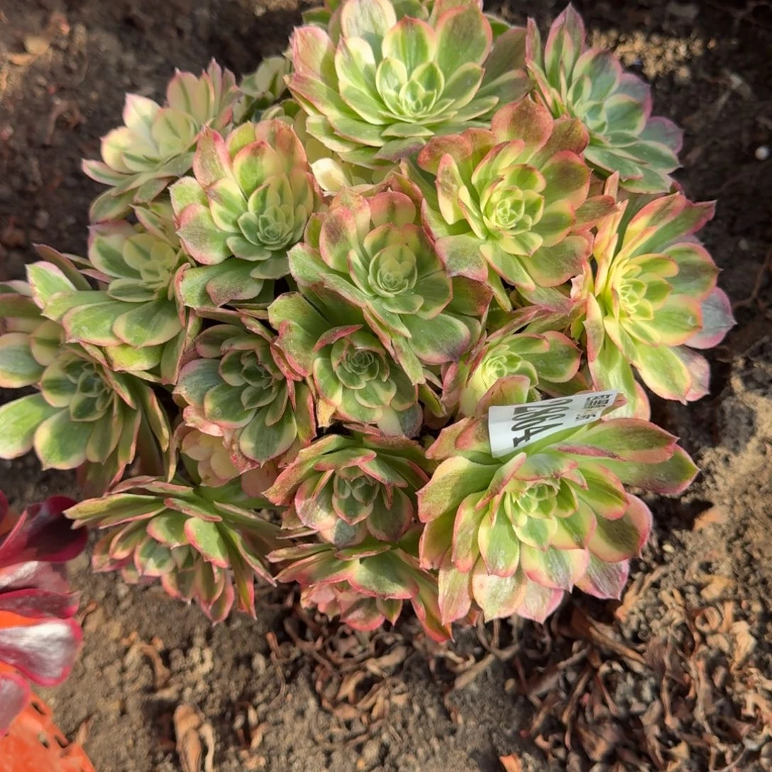 18-11法师海仙2864