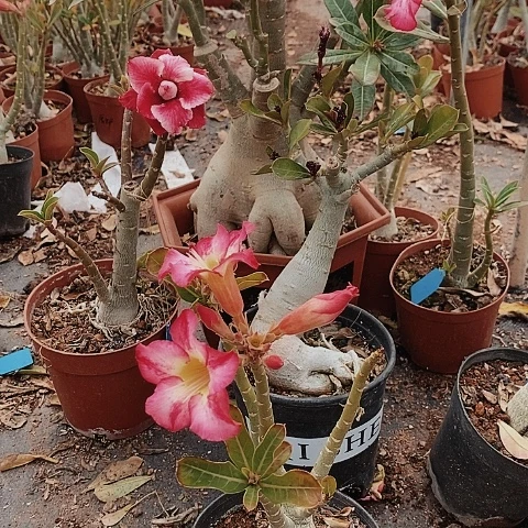 【闪购商品】用****8绿植