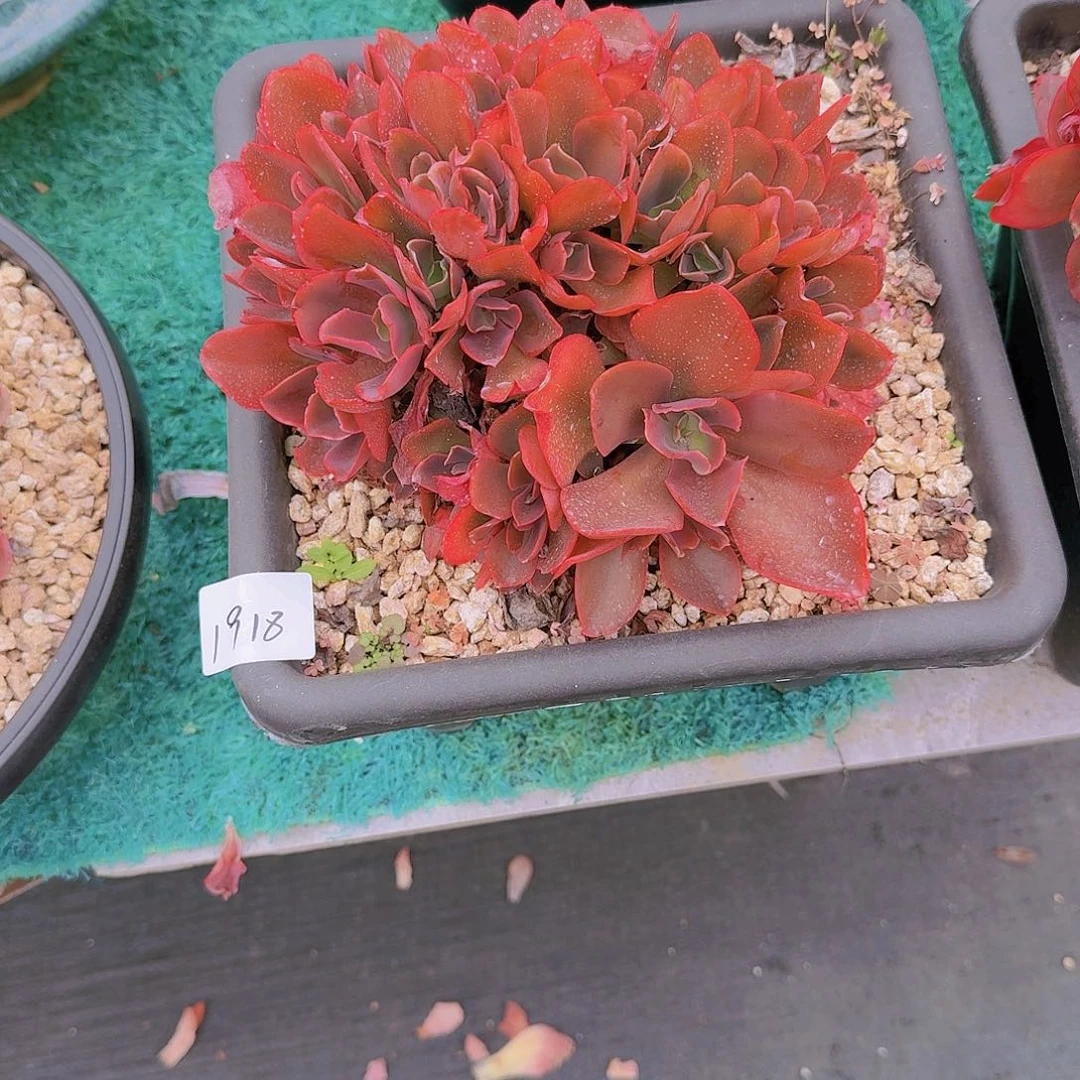 贪***✘1918酒杯玫瑰多肉植物