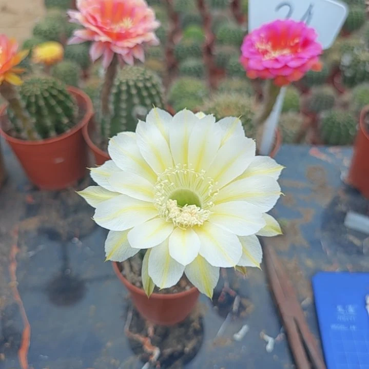 56号实生彩草，新球球小瑕疵一物一拍，脱土摘花发货，满20包邮