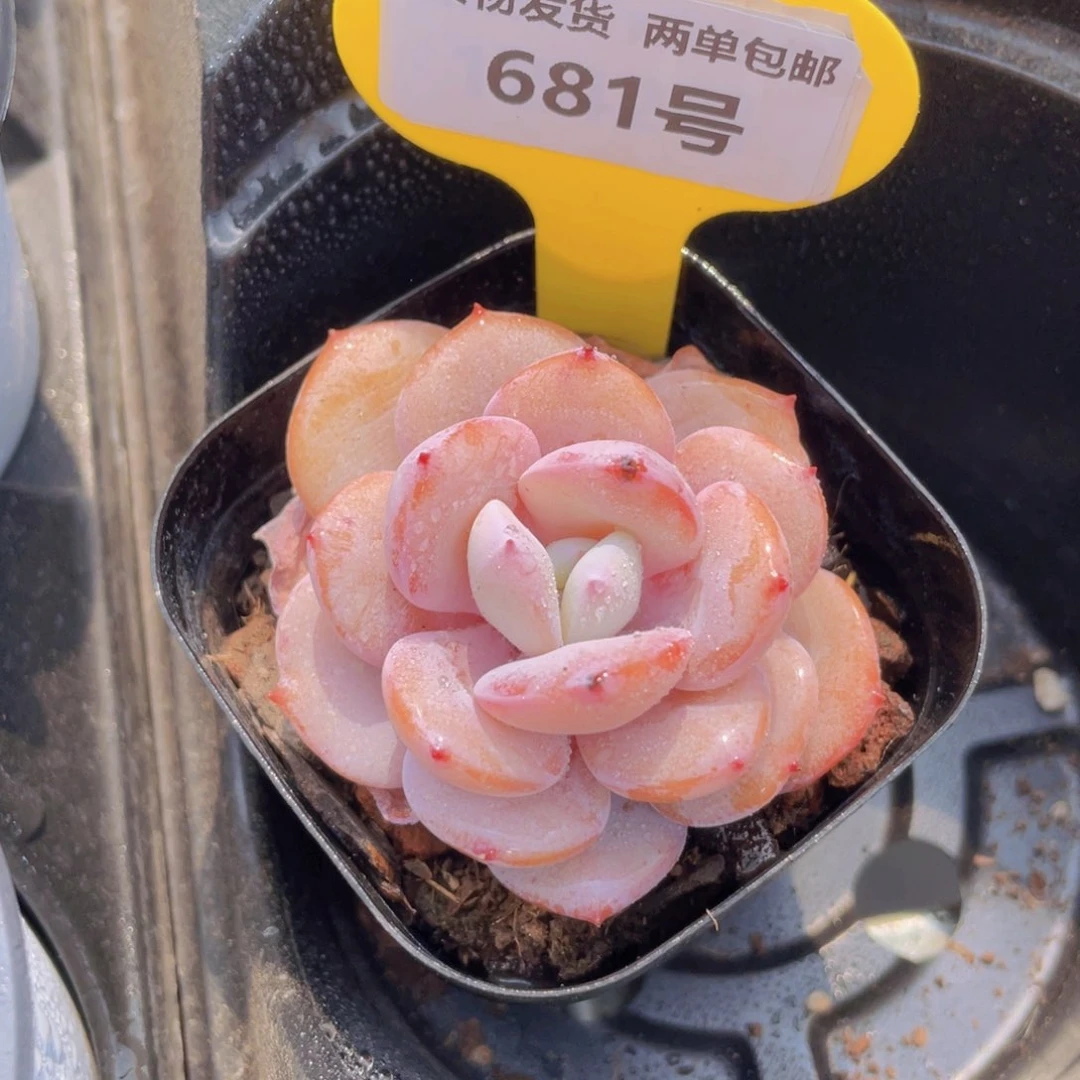 681号 正版韩版奶茶单头一个