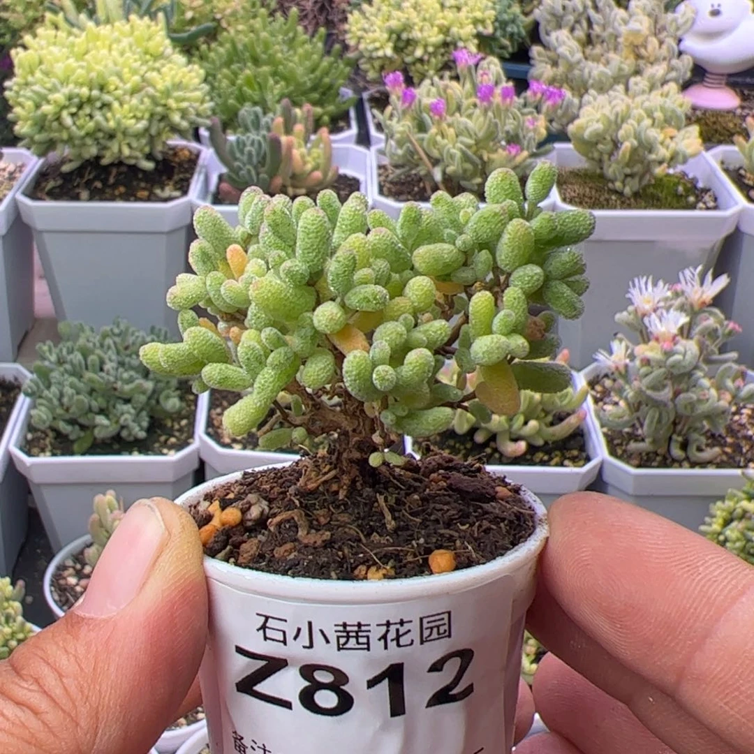 多肉植物枝干糖球白糊斑锦