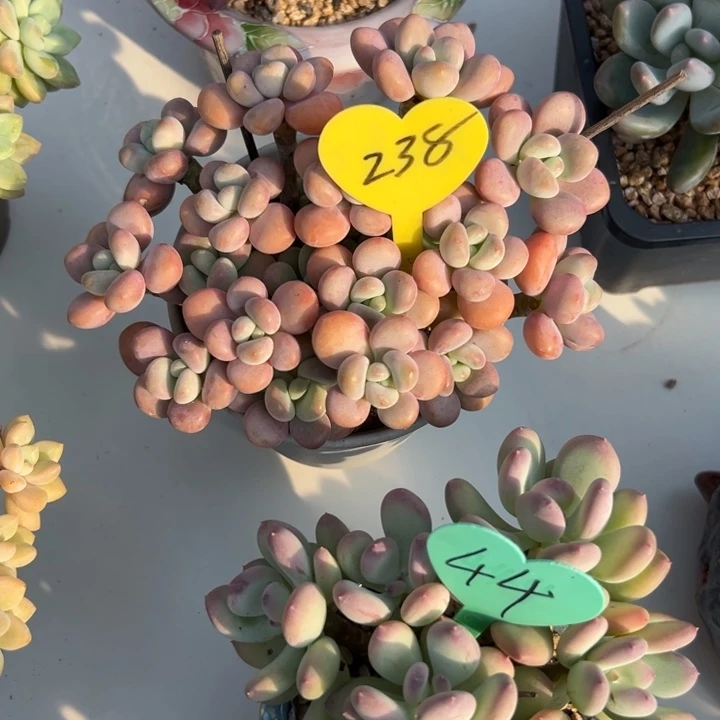踏***村多肉植物一物一拍