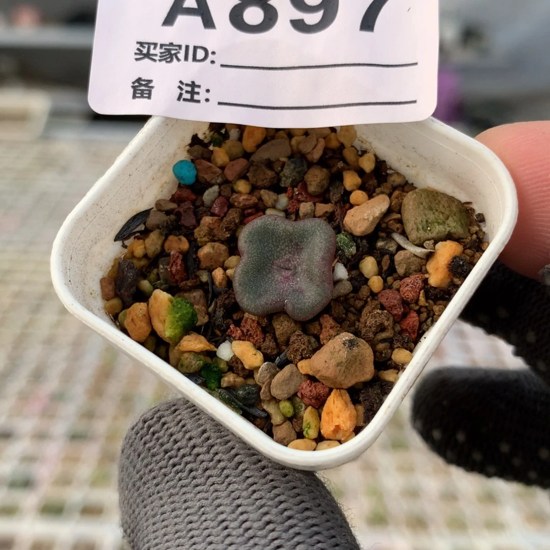 a897方碗母本一颗