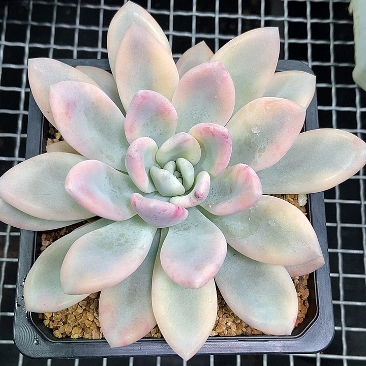 奥普彩锦大单头的