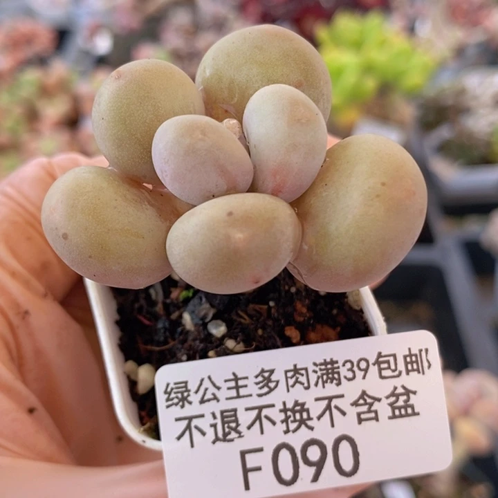 蛋黄奶4cm090多肉植物