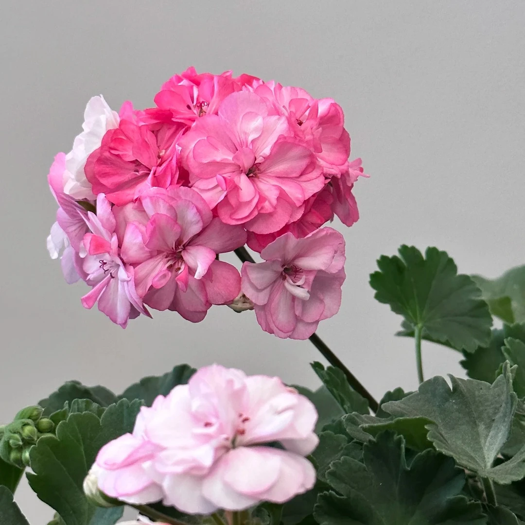 精品天竺葵花卉【花样年华】
