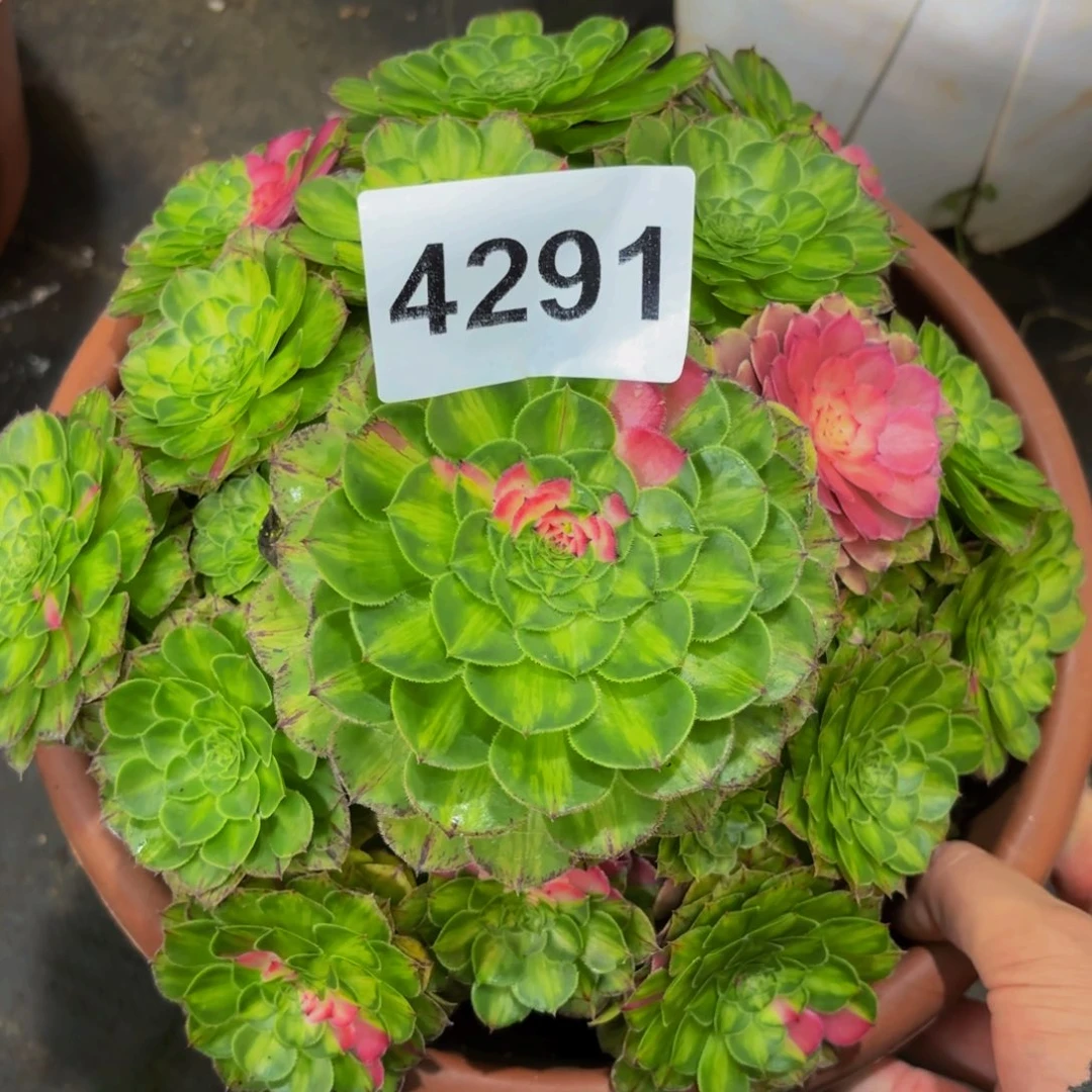 4291多肉植物知否特价