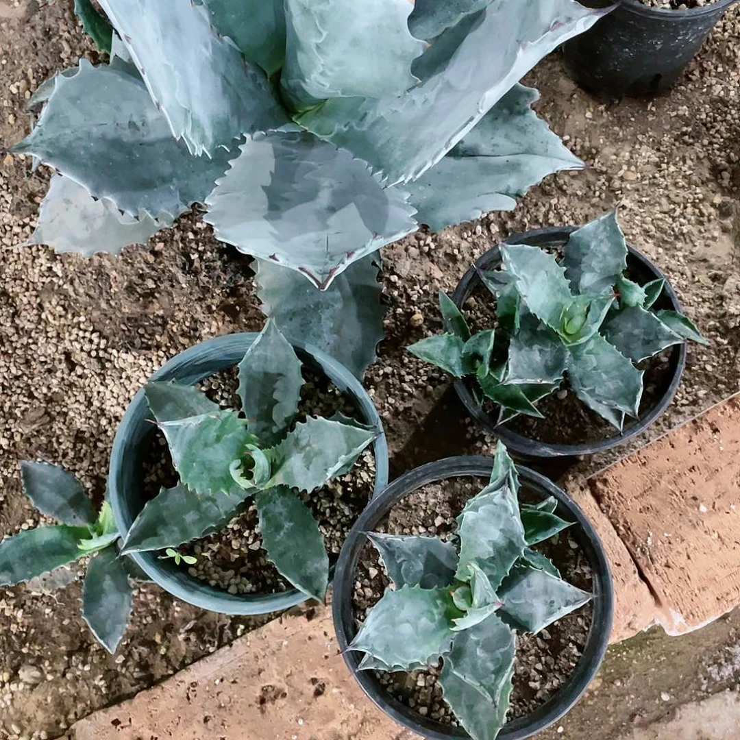 武藏坊小颗龙舌兰包邮