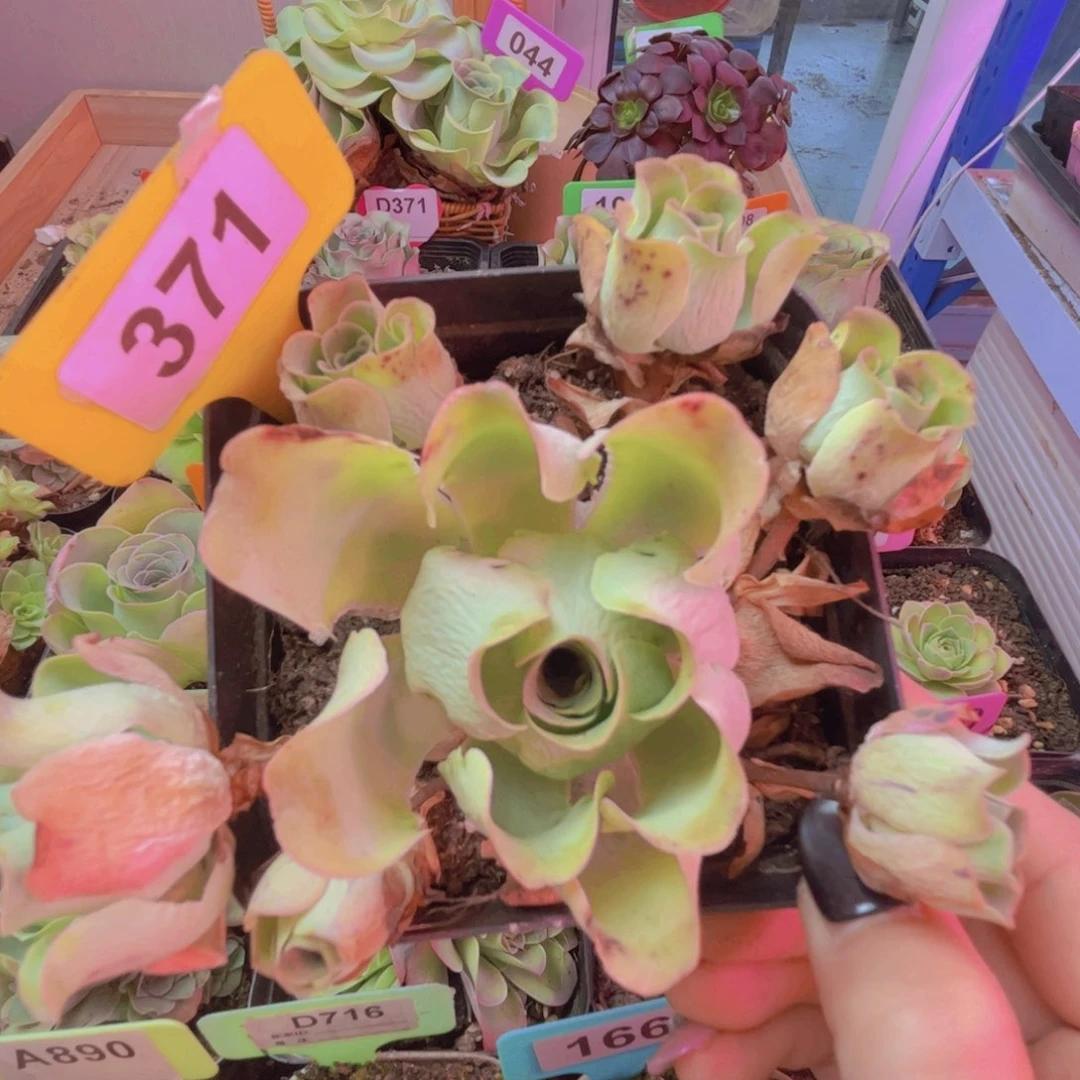 371山地玫瑰绿色