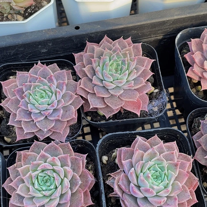 繁花2.8带盆土发货