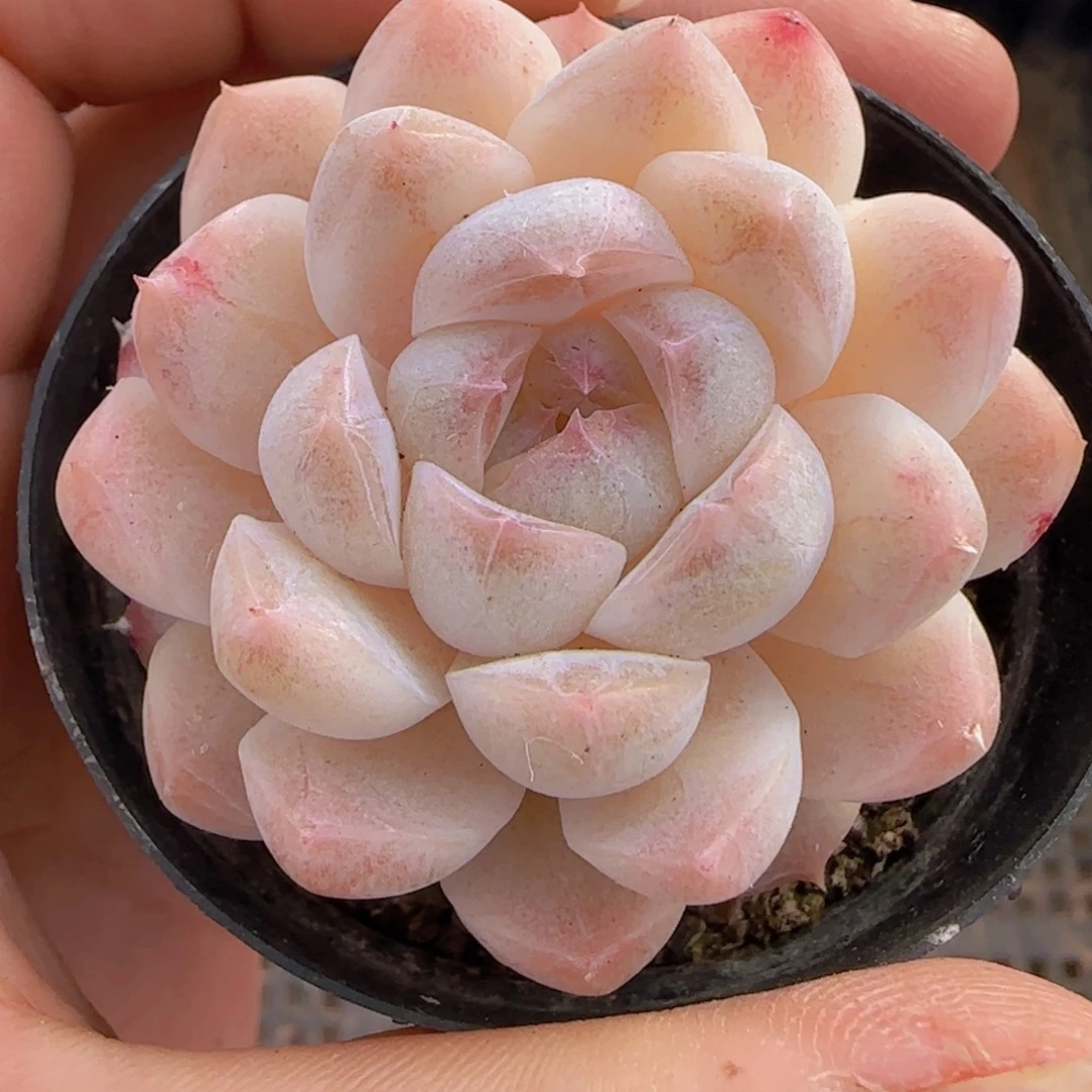 珍妮精控单头一颗