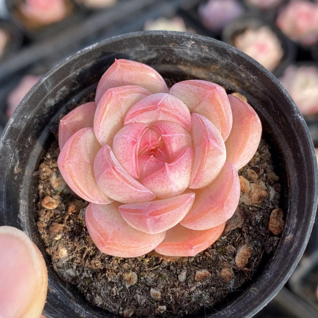 精品多肉一物一拍4