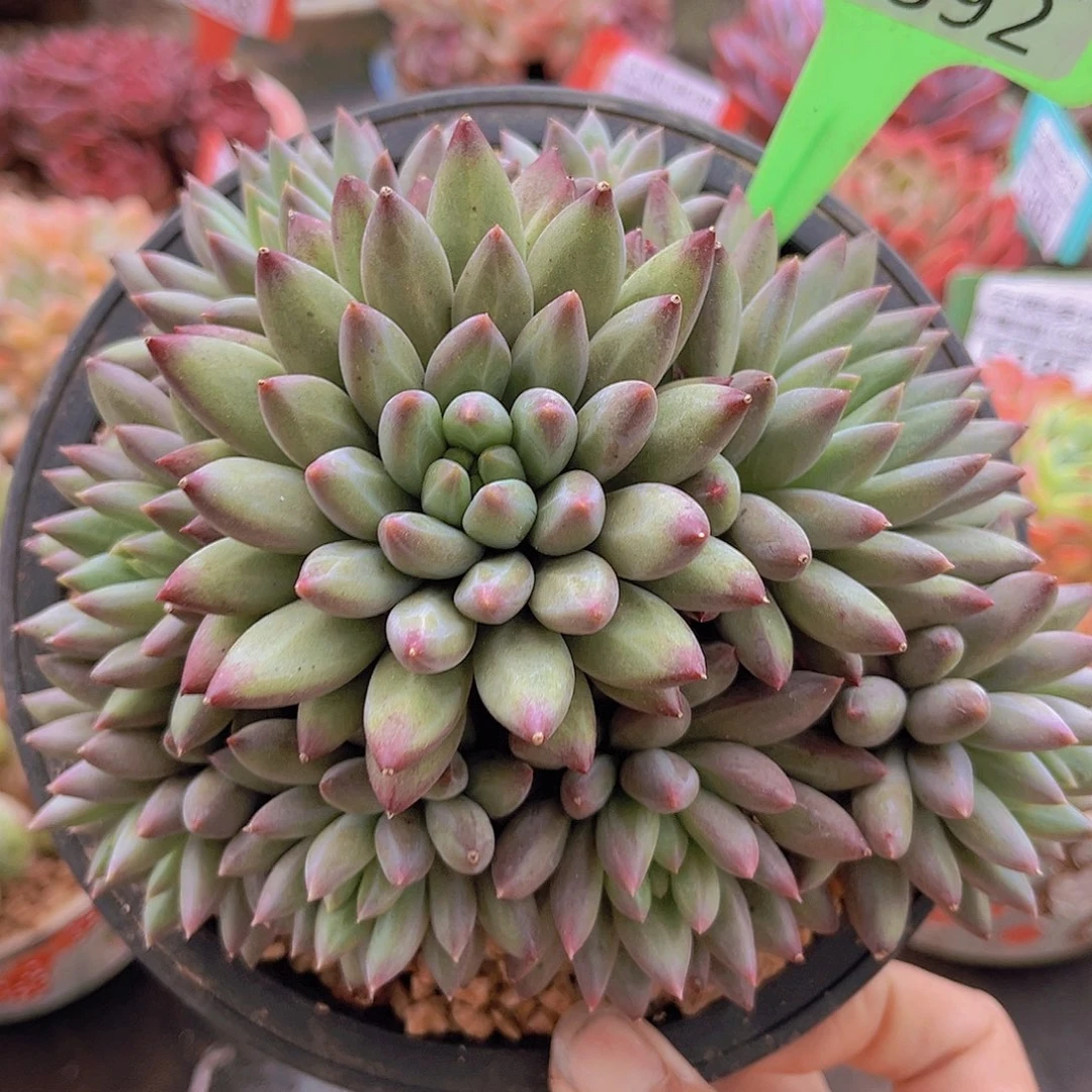 5392。