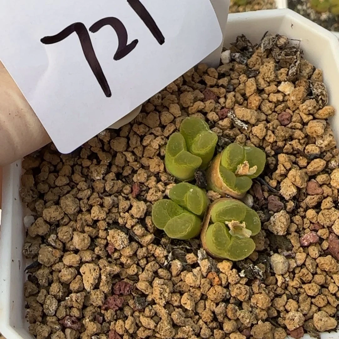 太****的多肉多肉多肉721