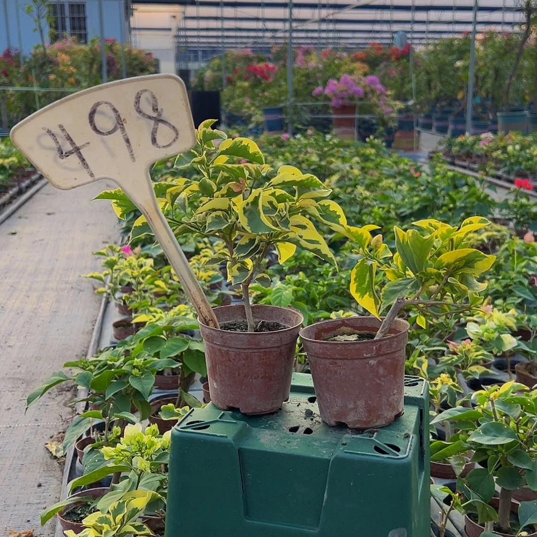 当前无花栽培后可以开花金边黄掌中宝 金边浅紫掌中宝498