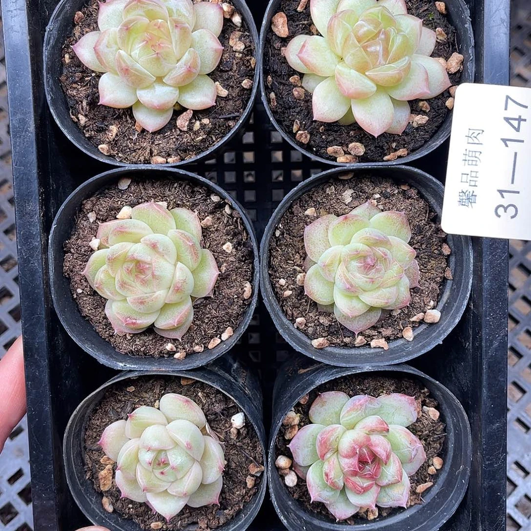 多肉一物一拍31-147