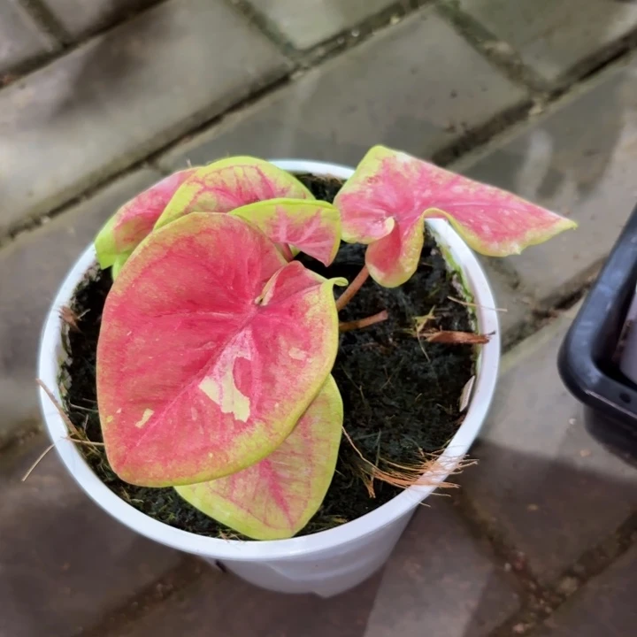 金勺子泰国彩叶芋30-0826