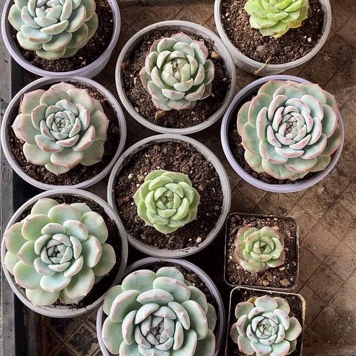 萍***儿11颗一物一拍 寄养