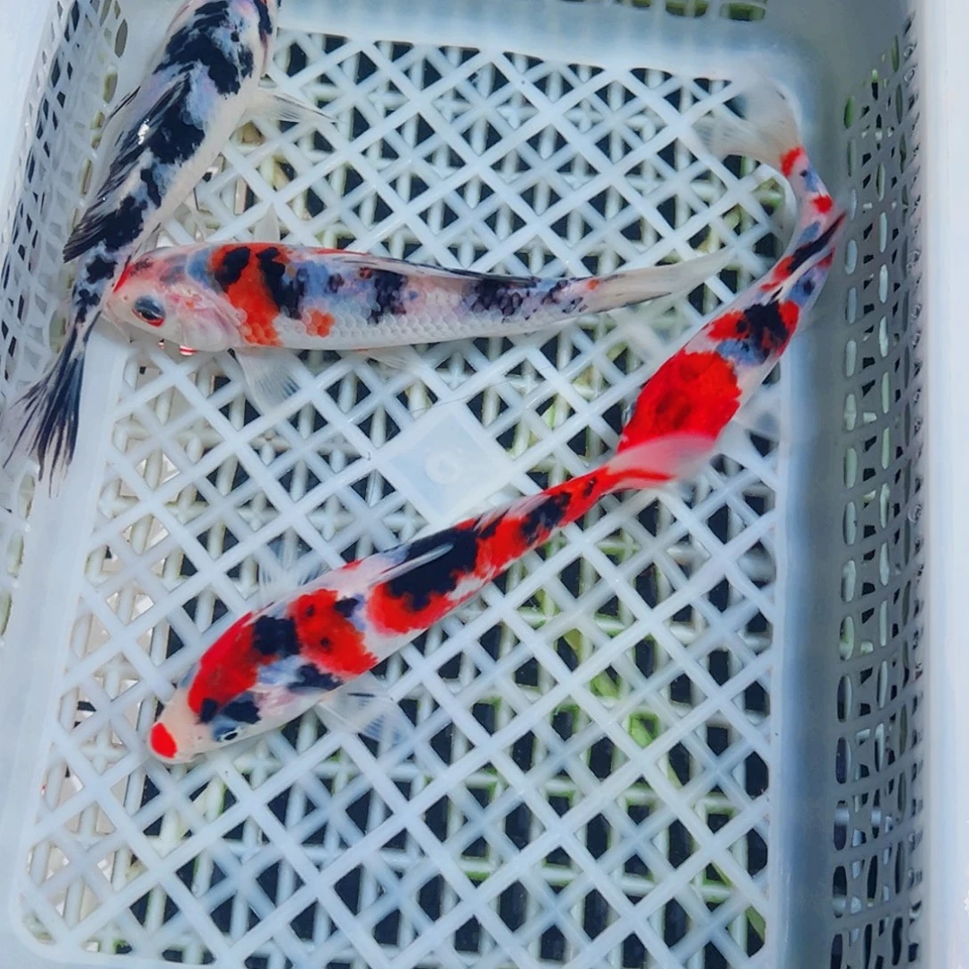 锦鲤锦鲤观赏鱼1111
