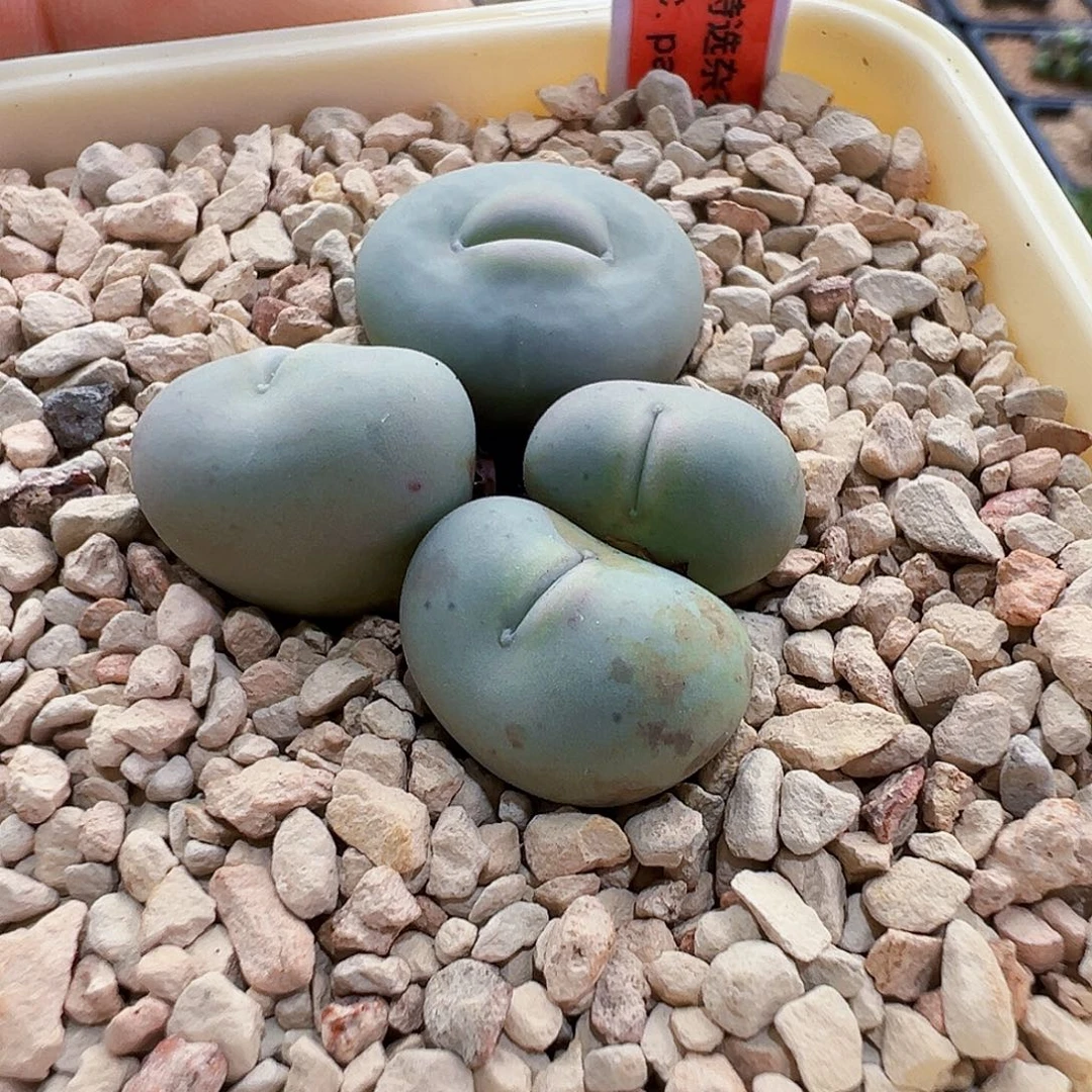 无花朵特选杂交嘟嘟嘴（2个小头价）