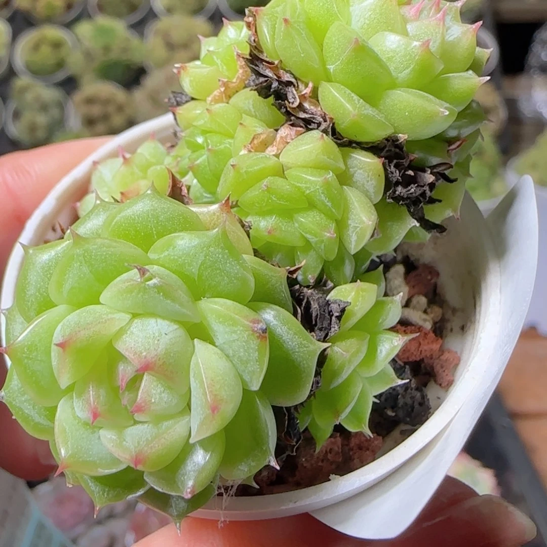 花语逸镜1102-209散