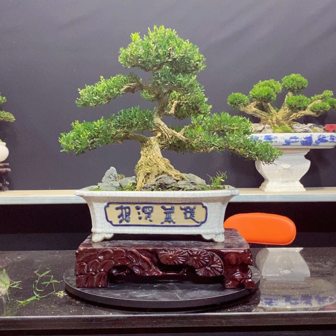 无花朵胡*师黄杨盆景雀舌软枝