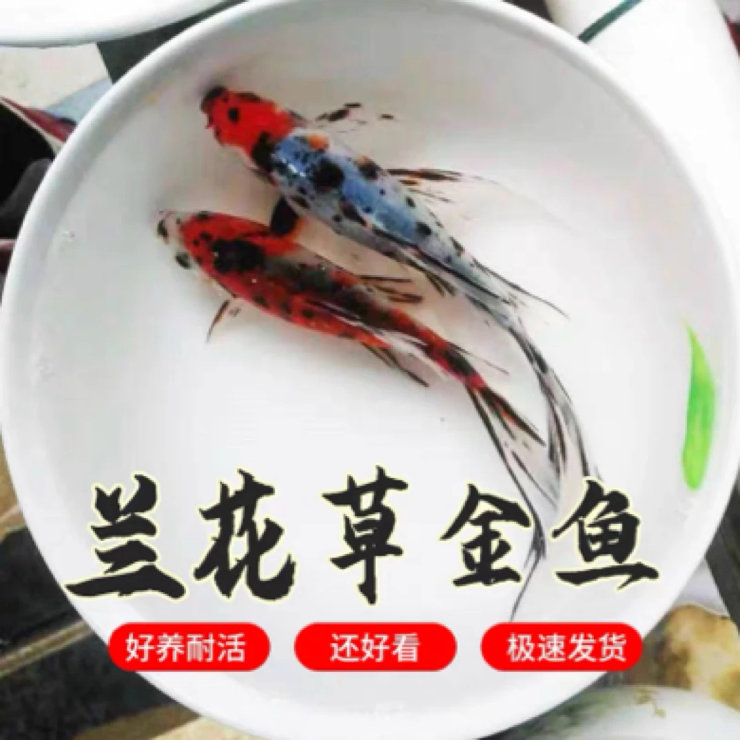 精品兰花草颜色搭配不支持指定（5-7公分17条）包邮水族活体