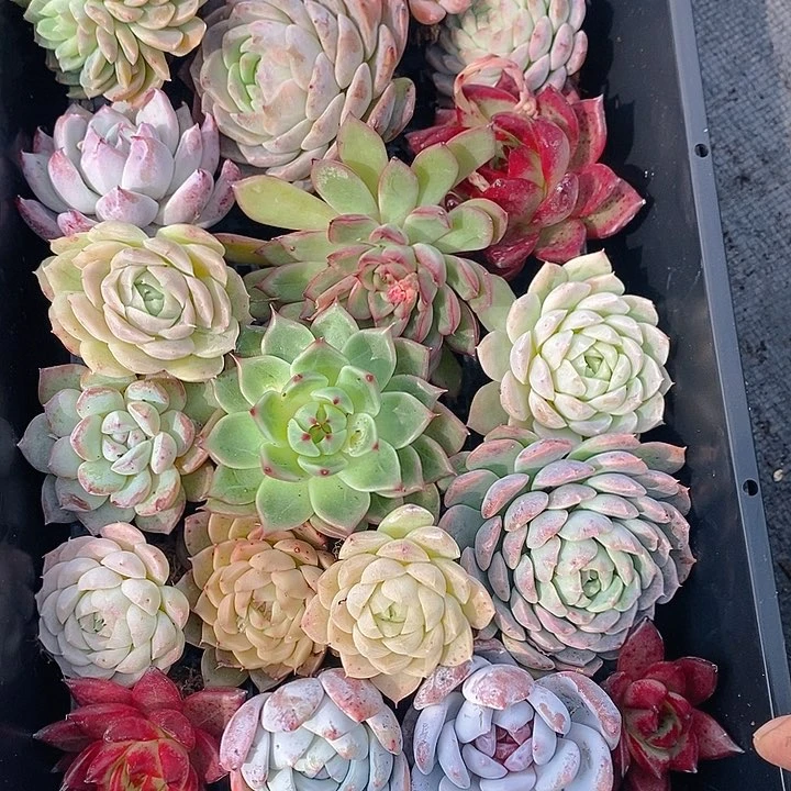 19 多肉植物盆栽花卉植物