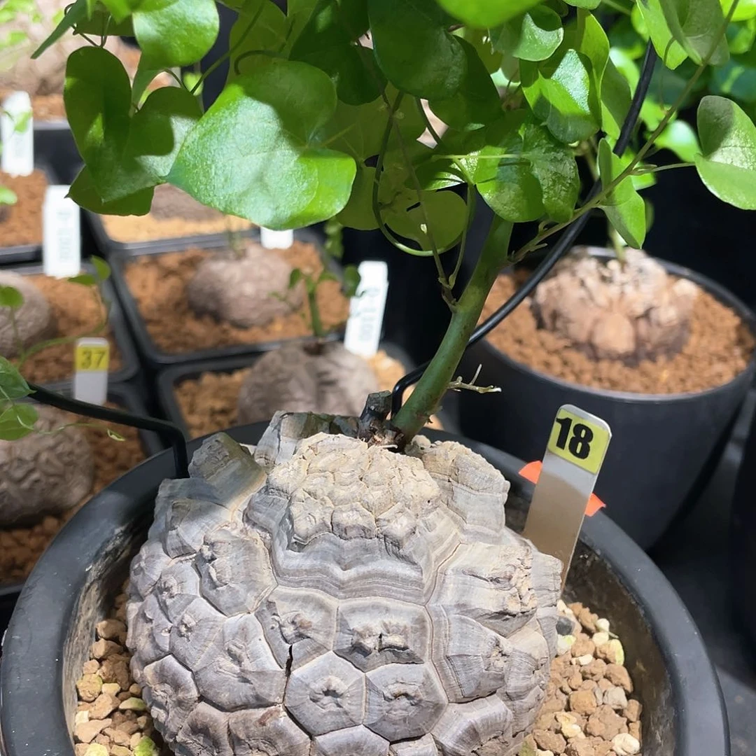 18号龟甲龙9公分