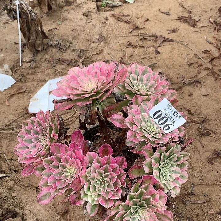 006铜壶白绣球1号棚