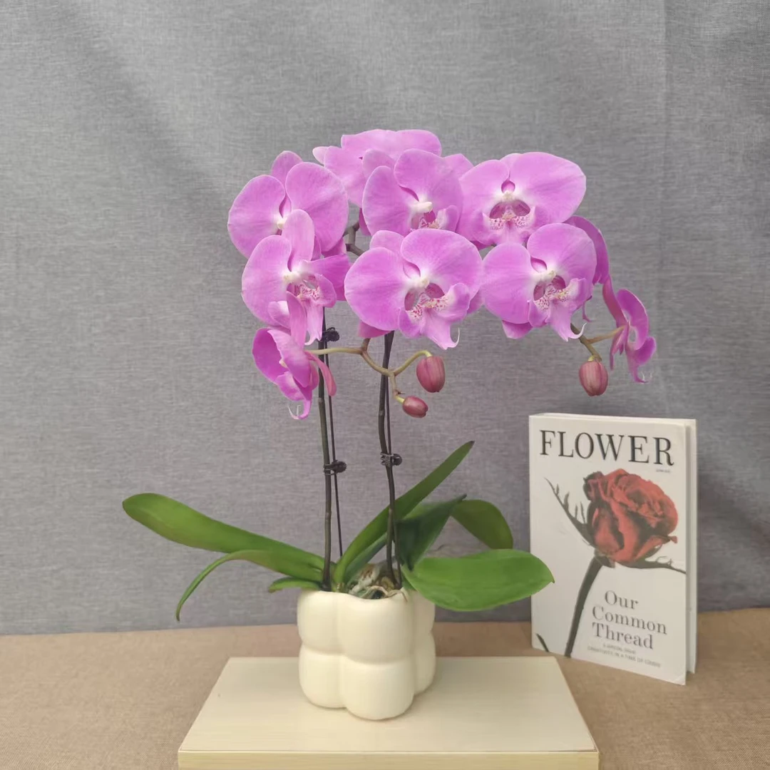 鲜花【倾城之恋】蝴蝶兰室内种植观赏可带花发货适合送礼