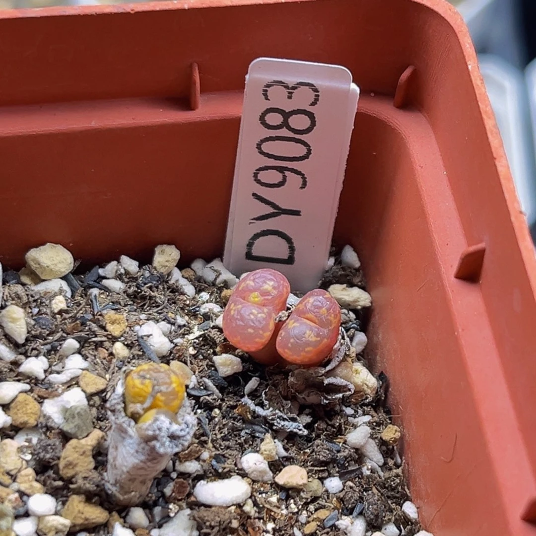 满18包邮勋章9083酒红勋章