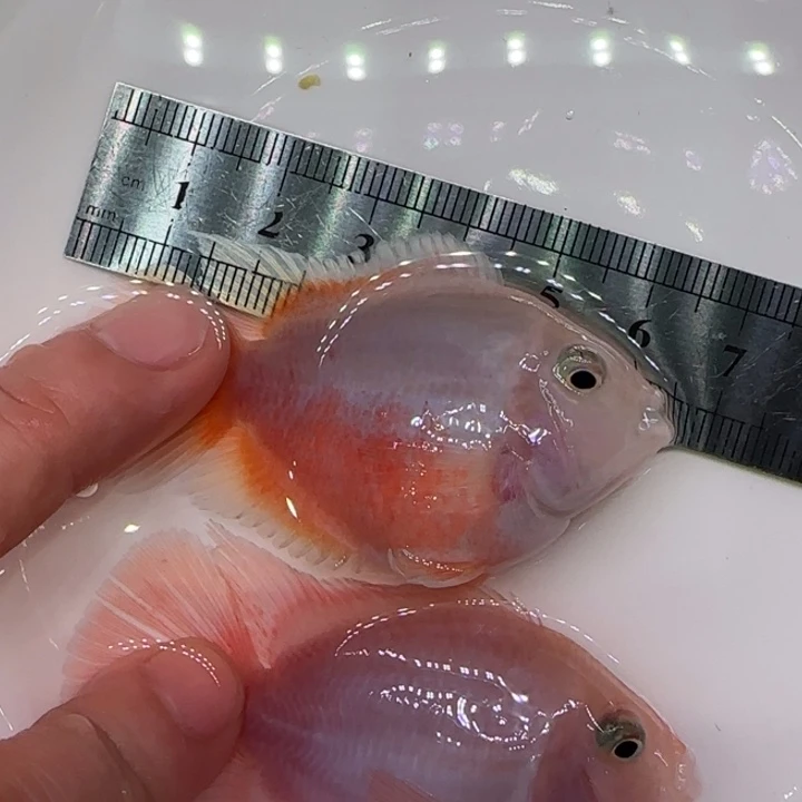 短鲷鱼5-6胭脂粉一公一母