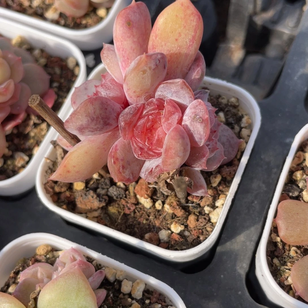 优选老桩红恋福利2014