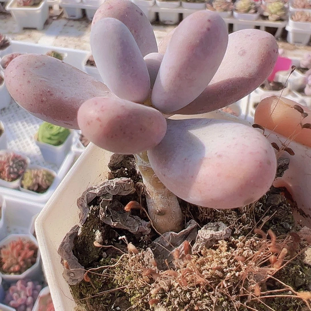 老桩奶酪19包邮多肉植物