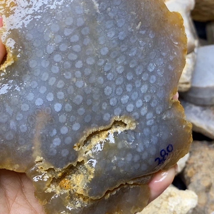 【闪购商品】未镶嵌珊瑚玉硅化玉