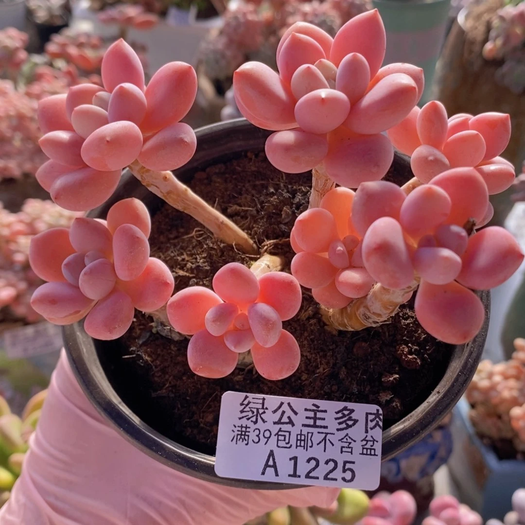 樱花洛神8cm1225多肉植物