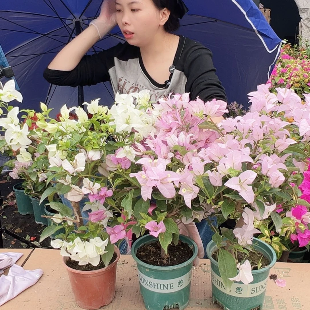 大部分花苞少量开放白雪，苹果花，雪紫组合
