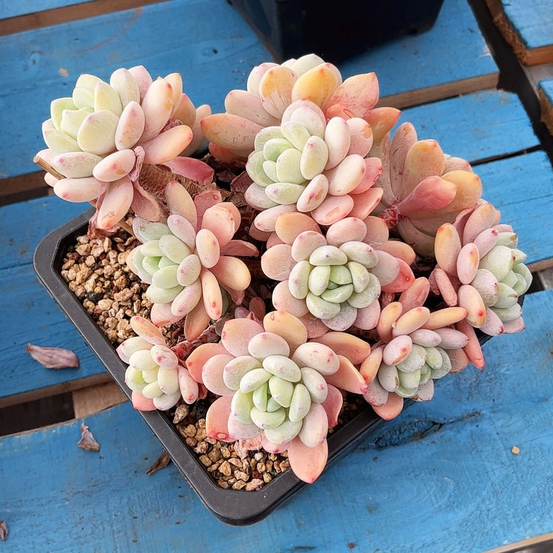 小****冷香大群整装无砍