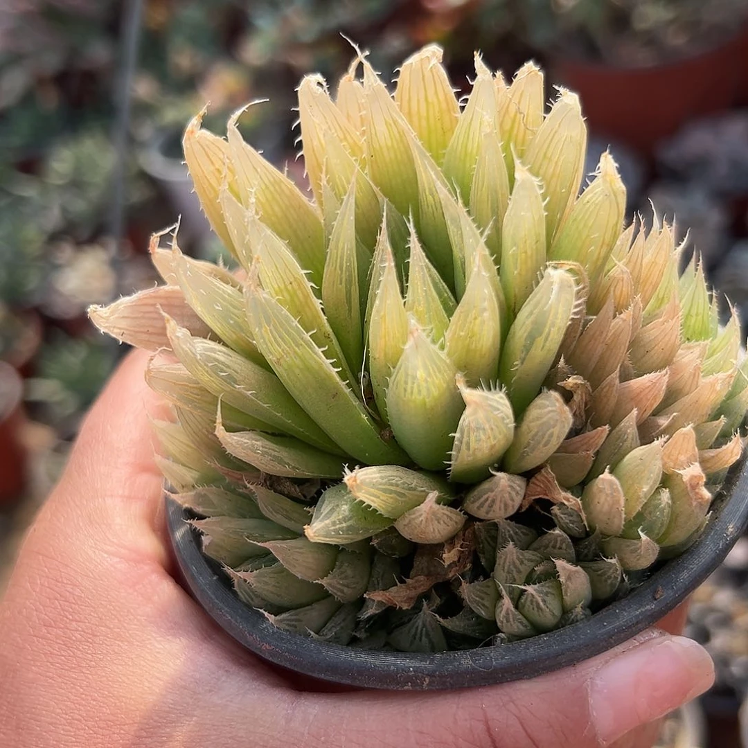 多肉植物多肉植物