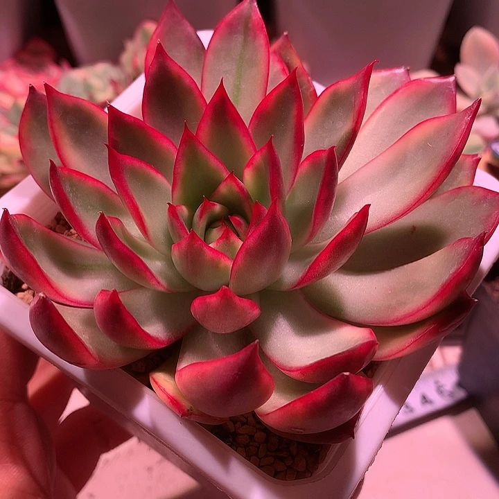 野马东云锦锦锦锦锦