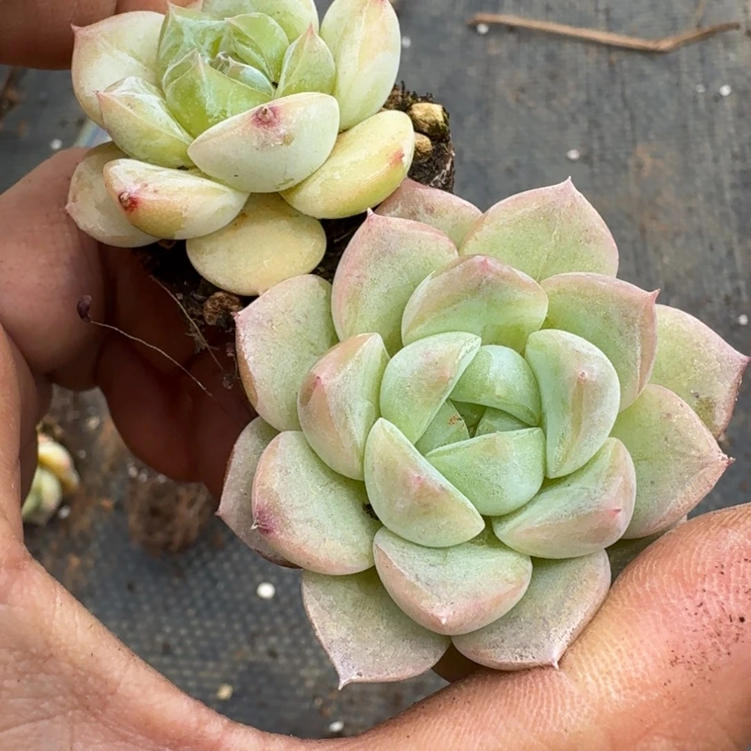 侧门右三珍妮两颗量拍13-46
